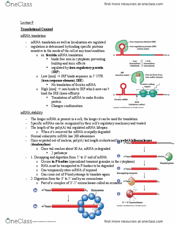 BIOB11H3 Lecture Notes - Lecture 9: Ferritin, Exonuclease, Conformational Change thumbnail