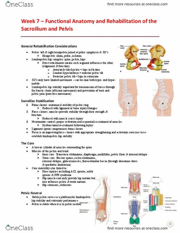 EHR520 Lecture Notes - Lecture 7: Rectus Abdominis Muscle, Quadratus Lumborum Muscle, Transverse Abdominal Muscle thumbnail
