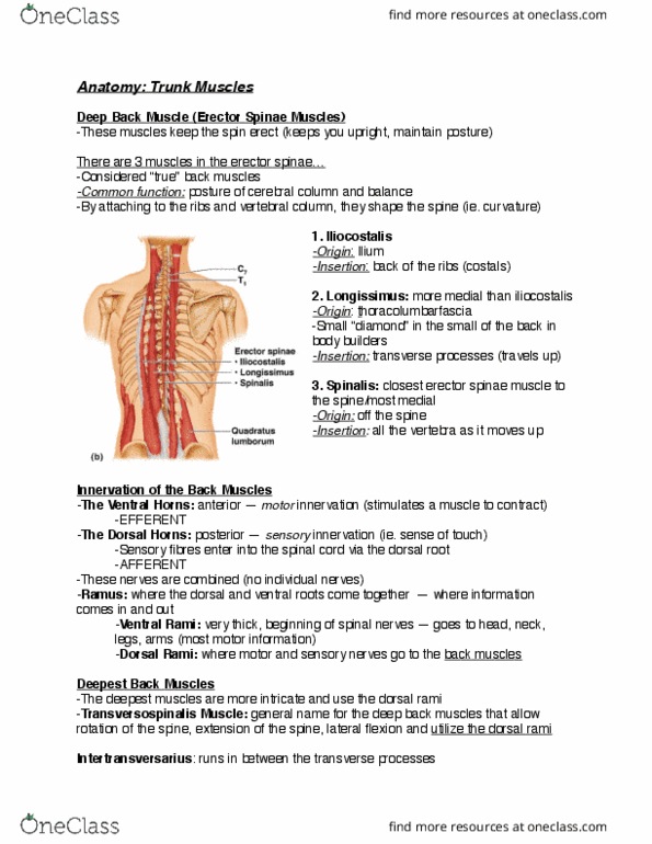 Kinesiology 2222A/B Lecture Notes - Lecture 7: Erector Spinae Muscles, Posterior Ramus Of Spinal Nerve, Dorsal Root Of Spinal Nerve thumbnail