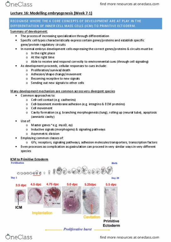 PHSI3010 Lecture Notes - Lecture 16: Amniotic Sac, Gastrulation, Cell Adhesion Molecule thumbnail