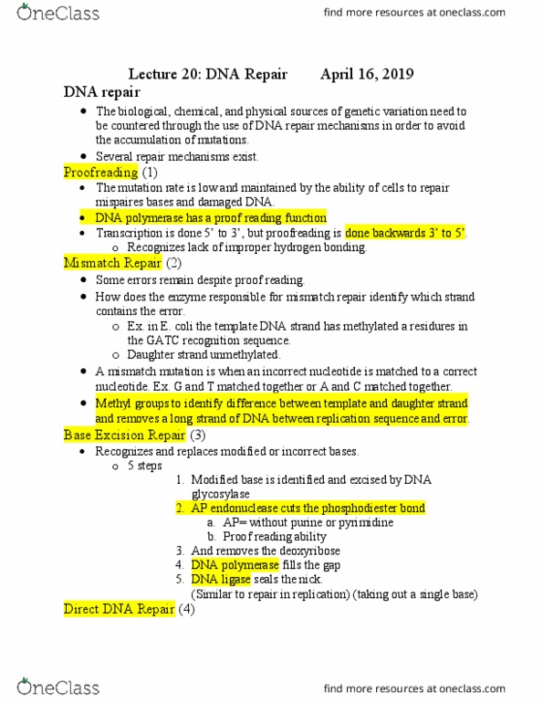 AGR 3303 Lecture Notes - Lecture 20: Dna Mismatch Repair, Dna Glycosylase, Ap Endonuclease thumbnail