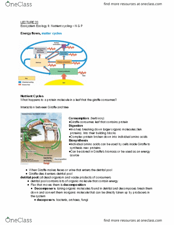 BIOLOGY 171 Lecture Notes - Lecture 20: Decomposer, Archaea, Digestion thumbnail