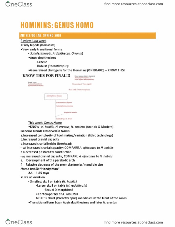 ANTH 2700 Lecture Notes - Lecture 11: Homo Habilis, Archaic Humans, Homo Erectus thumbnail