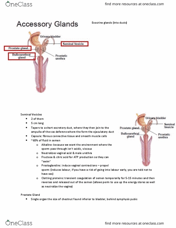 KINESIOL 1AA3 Lecture Notes - Lecture 31: Ejaculatory Duct, Pubic Symphysis, Vas Deferens thumbnail