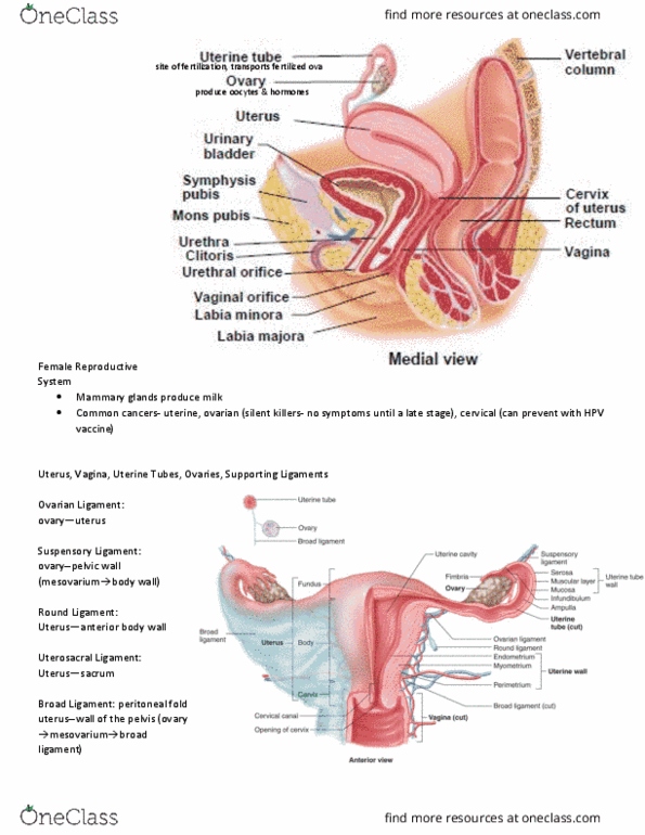 KINESIOL 1AA3 Lecture Notes - Lecture 32: Hpv Vaccines, Broad Ligament Of The Uterus, Cervical Canal thumbnail