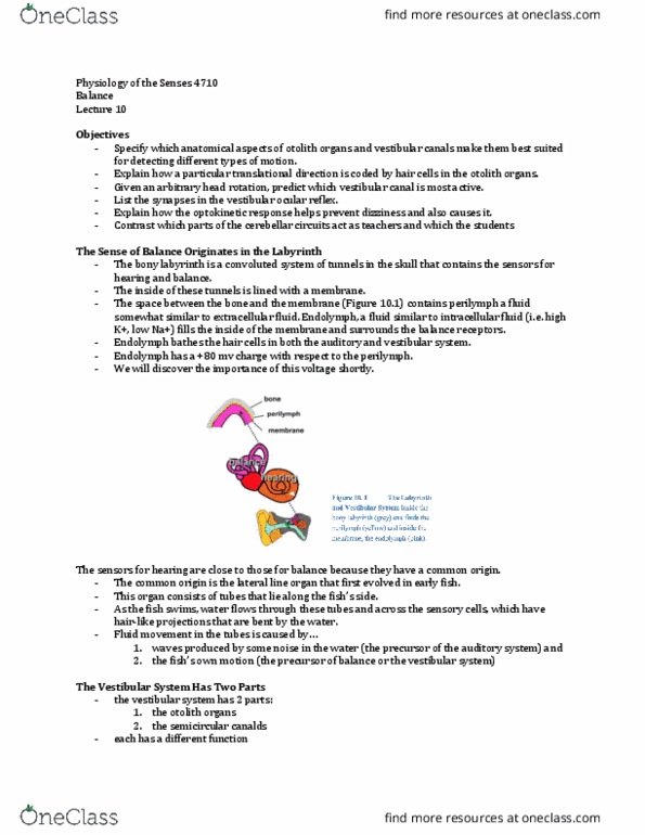 Physiology 4710A/B Lecture Notes - Lecture 10: Vestibular System, Bony Labyrinth, Otolith thumbnail