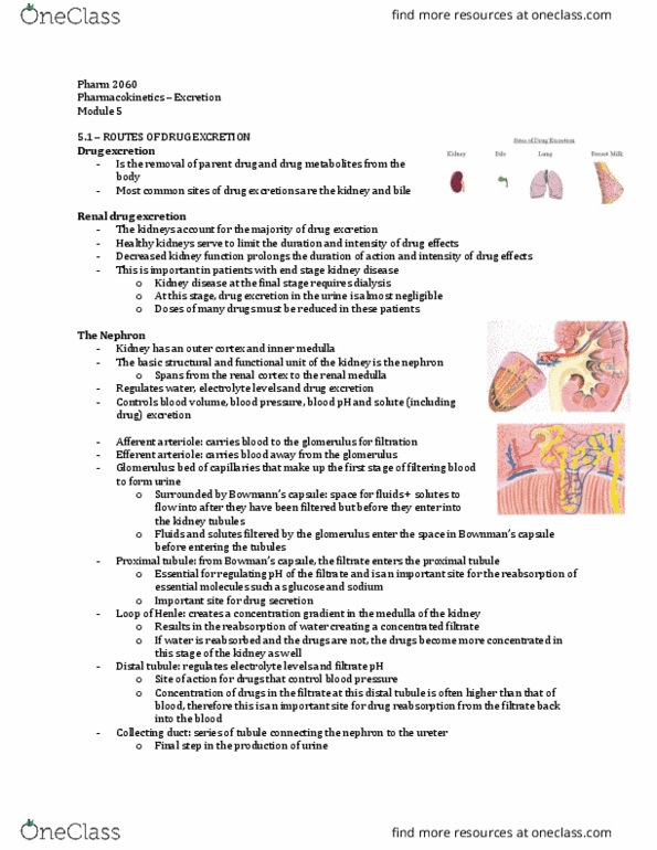 Pharmacology 2060A/B Lecture Notes - Lecture 5: Nephron, Distal Convoluted Tubule, Renal Medulla thumbnail