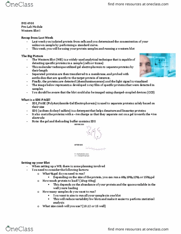 Medical Sciences 4900F/G Lecture Notes - Lecture 3: Sodium Dodecyl Sulfate, Western Blot, Chemiluminescence thumbnail