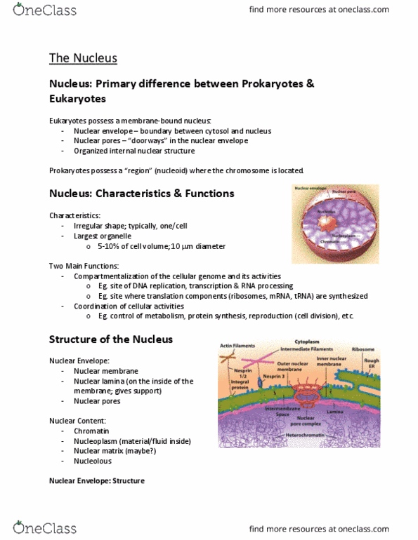 MCB 2050 Lecture Notes - Lecture 15: Nuclear Membrane, Nuclear Lamina, Nuclear Pore thumbnail