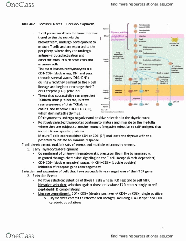 BIOL 462 Lecture Notes - Lecture 8: Thymocyte, Chemokine Receptor, Double Negative thumbnail