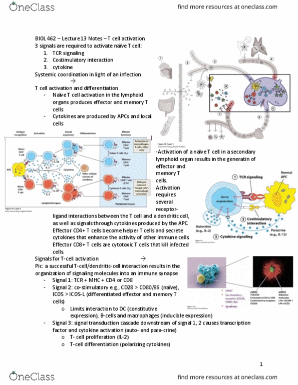 BIOL 462 Lecture Notes - Lecture 13: Memory T Cell, Cytokine Receptor, Signal 1 thumbnail