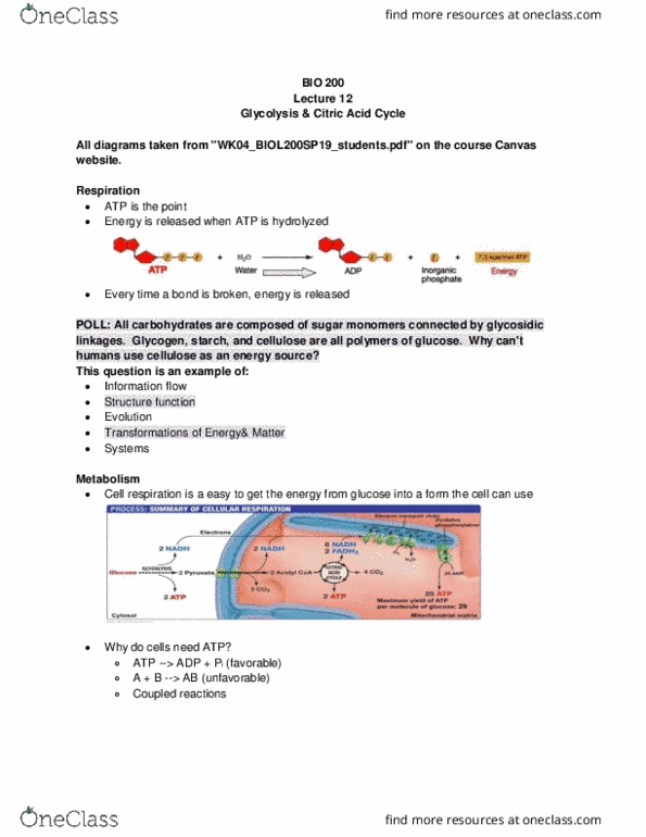 BIOL 200 Lecture Notes - Lecture 12: Citric Acid Cycle, Glycolysis, Starch thumbnail