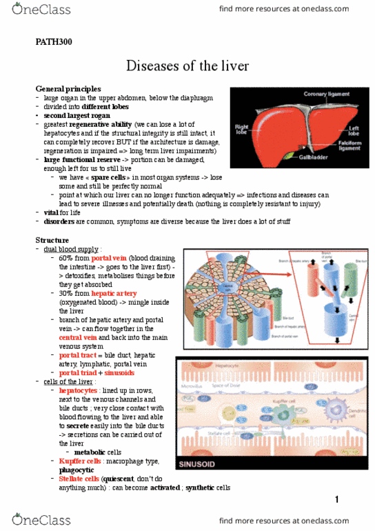 PATH 300 Lecture Notes - Lecture 16: Gallstone, Angioma, Portal Venous System thumbnail