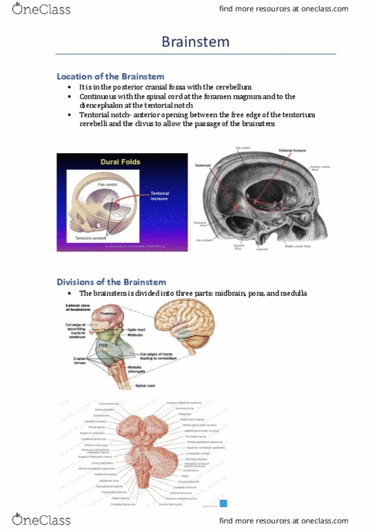 CAM304 Lecture 10: Brainstem thumbnail