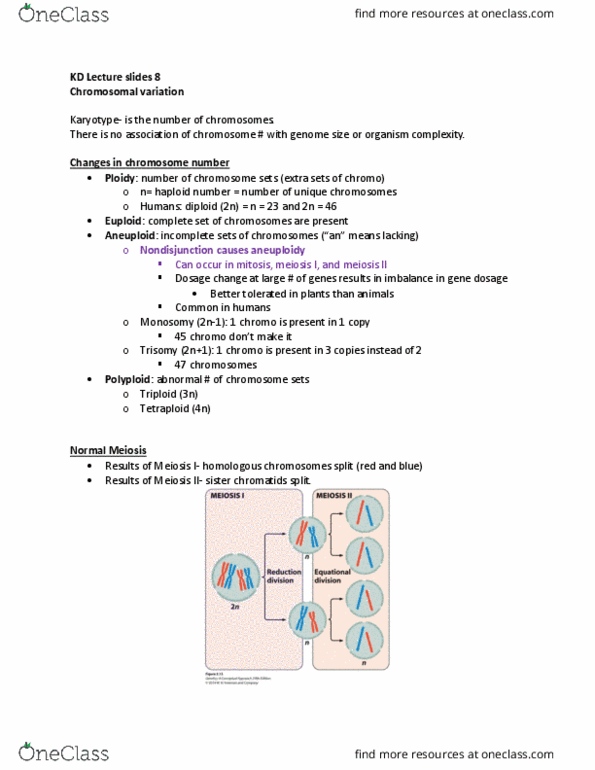 GENE 3200 Lecture Notes - Lecture 1: Sister Chromatids, Monosomy, Aneuploidy thumbnail