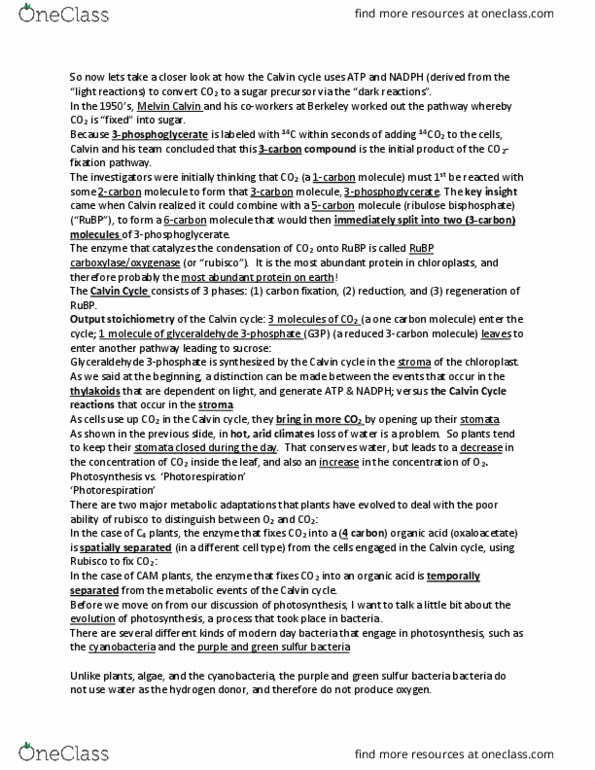 BSCI 10001 Lecture Notes - Lecture 13: Light-Dependent Reactions, Photorespiration, Green Sulfur Bacteria thumbnail