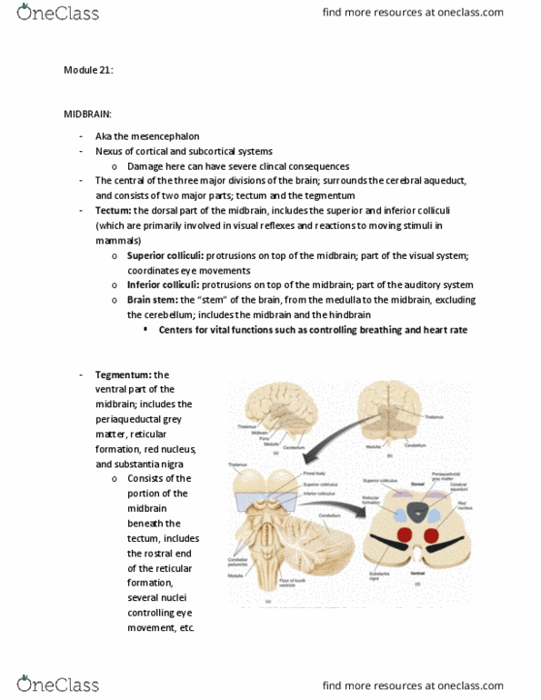PSYCH261 Lecture Notes - Lecture 21: Inferior Colliculus, Substantia Nigra, Reticular Formation thumbnail