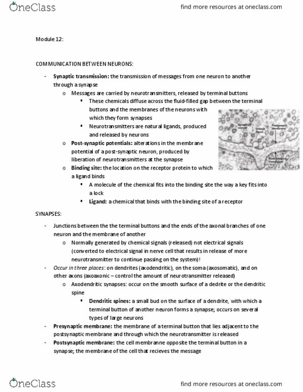 PSYCH261 Lecture Notes - Lecture 12: Dendritic Spine, Axon Terminal, Membrane Potential thumbnail