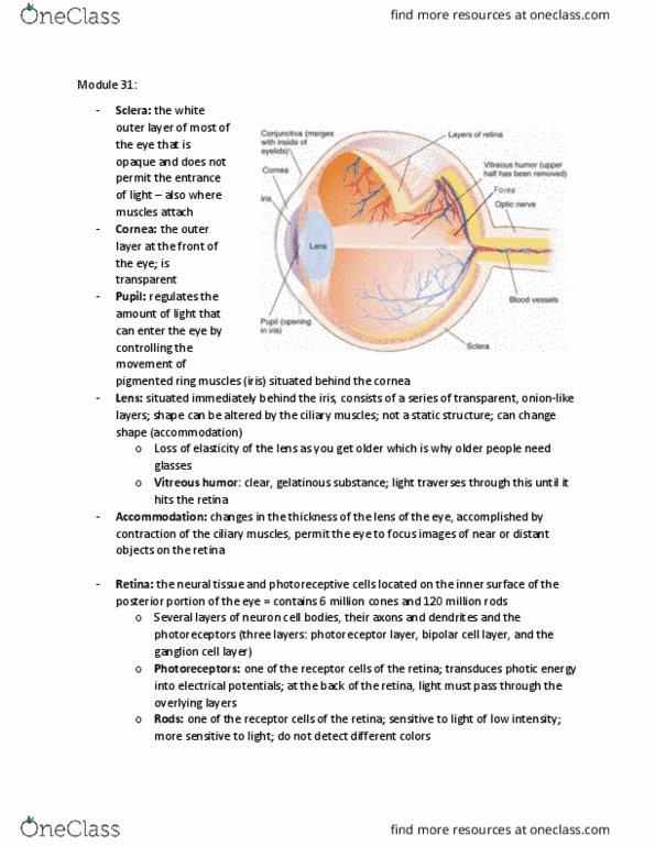 PSYCH261 Lecture Notes - Lecture 31: Ganglion Cell Layer, Ciliary Muscle, Vitreous Body thumbnail