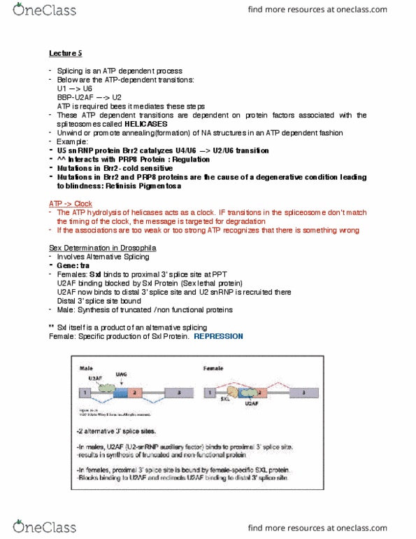 BIOCH330 Lecture Notes - Lecture 5: U2Af2, Alternative Splicing, Atp Hydrolysis thumbnail