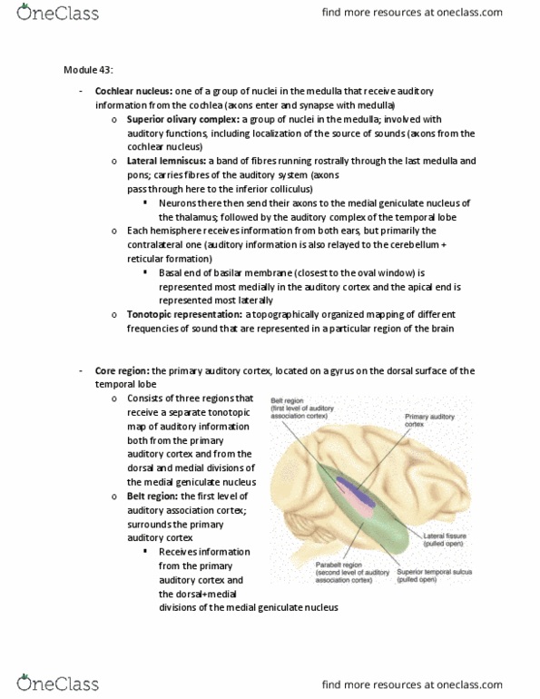 PSYCH261 Lecture Notes - Lecture 43: Medial Geniculate Nucleus, Auditory Cortex, Tonotopy thumbnail