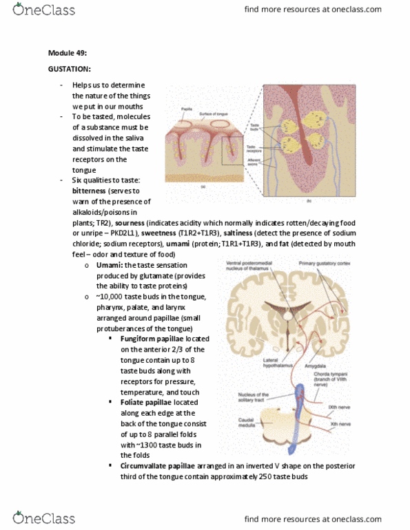 PSYCH261 Lecture Notes - Lecture 49: Lingual Papilla, Taste Bud, Taste Receptor thumbnail