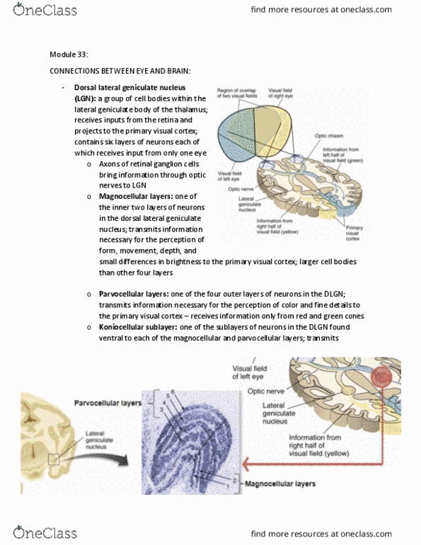 PSYCH261 Lecture Notes - Lecture 33: Lateral Geniculate Nucleus, Visual Cortex, Thalamus thumbnail