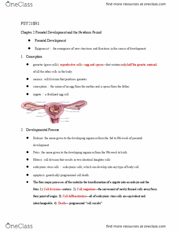 PSY210H1 Chapter Notes - Chapter 2: Embryonic Stem Cell, Prenatal Development, Zygote thumbnail