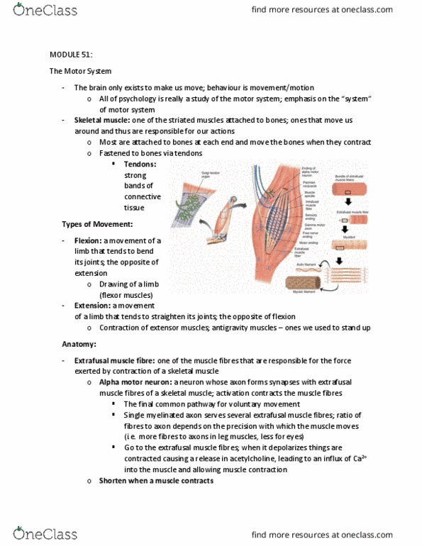 PSYCH261 Lecture Notes - Lecture 51: Alpha Motor Neuron, Myocyte, Skeletal Muscle thumbnail
