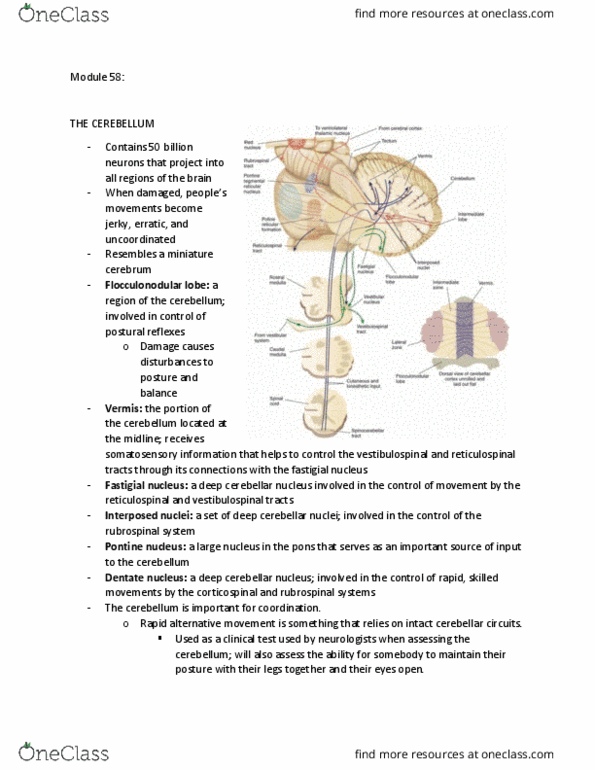 PSYCH261 Lecture Notes - Lecture 58: Deep Cerebellar Nuclei, Fastigial Nucleus, Vestibulospinal Tract thumbnail