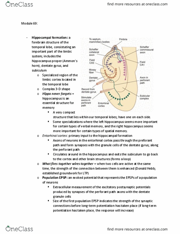 PSYCH261 Lecture Notes - Lecture 69: Dentate Gyrus, Perforant Path, Donald O. Hebb thumbnail