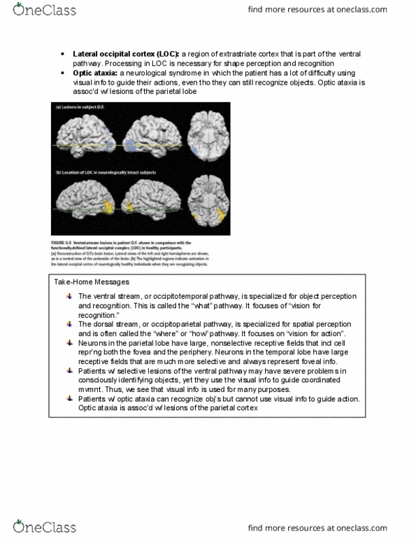 PSYB55H3 Chapter Notes - Chapter 6.9: Extrastriate Cortex, Parietal Lobe, Two-Streams Hypothesis thumbnail