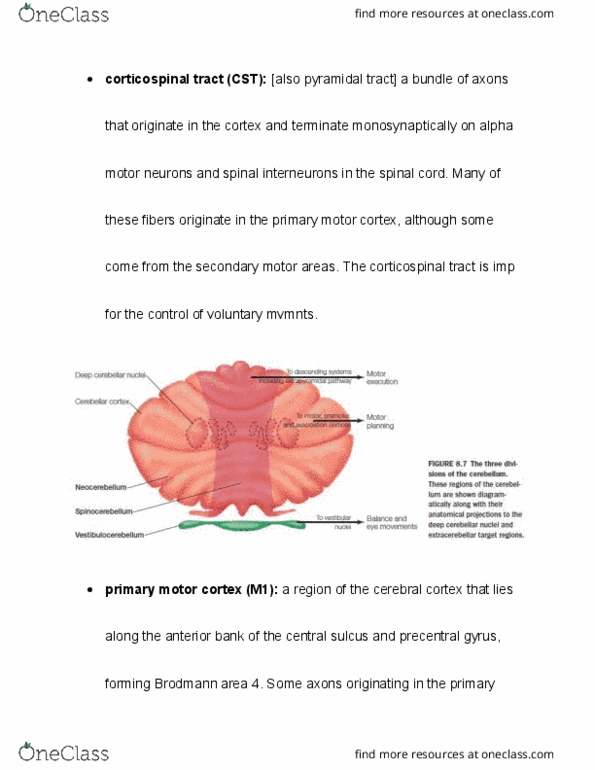 PSYB55H3 Chapter Notes - Chapter 8.6: Alpha Motor Neuron, Brodmann Area, Cerebral Cortex thumbnail