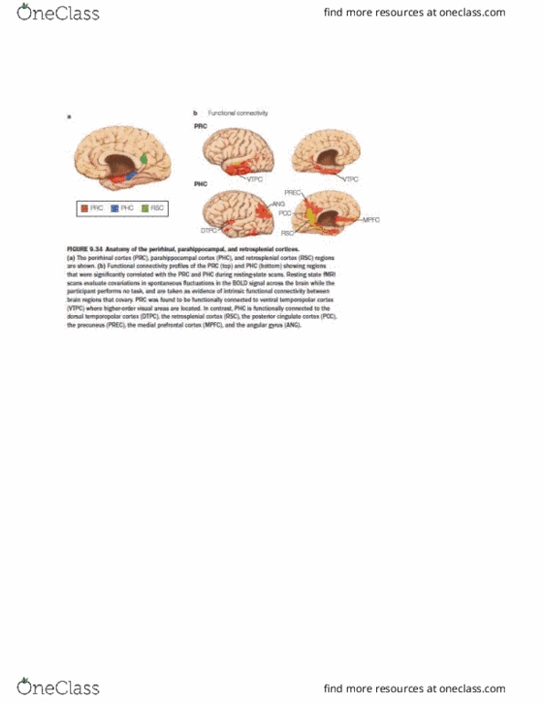 PSYB55H3 Chapter Notes - Chapter 9.22: Entorhinal Cortex, Retrosplenial Cortex, Neuroimaging thumbnail