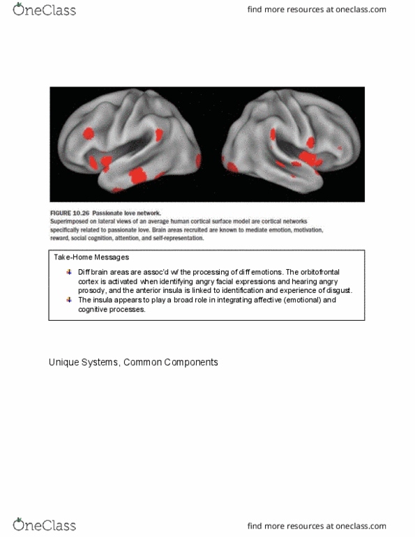 PSYB55H3 Chapter Notes - Chapter 10.25: Orbitofrontal Cortex thumbnail