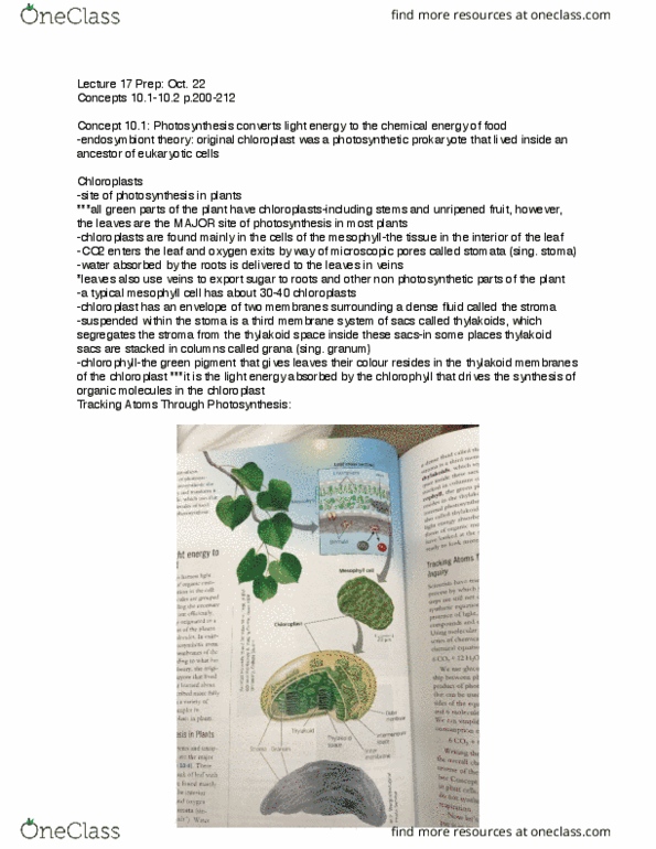 BIOL 1050 Chapter Notes - Chapter 10: Leaf, Chloroplast, Chlorophyll thumbnail