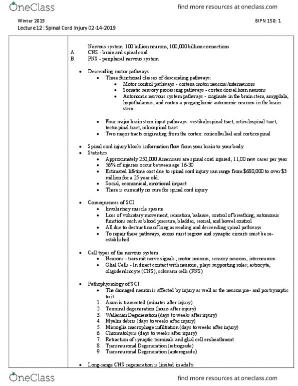 BIPN 150 Lecture Notes - Lecture 12: Tectospinal Tract, Rubrospinal Tract, Vestibulospinal Tract thumbnail