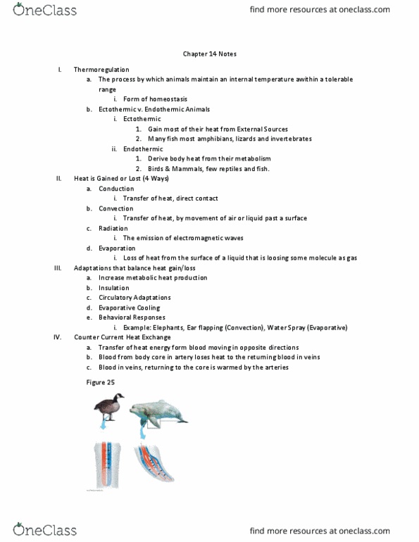 BIO 1012 Lecture Notes - Lecture 14: Thermoregulation, Homeostasis, Catecholamine thumbnail