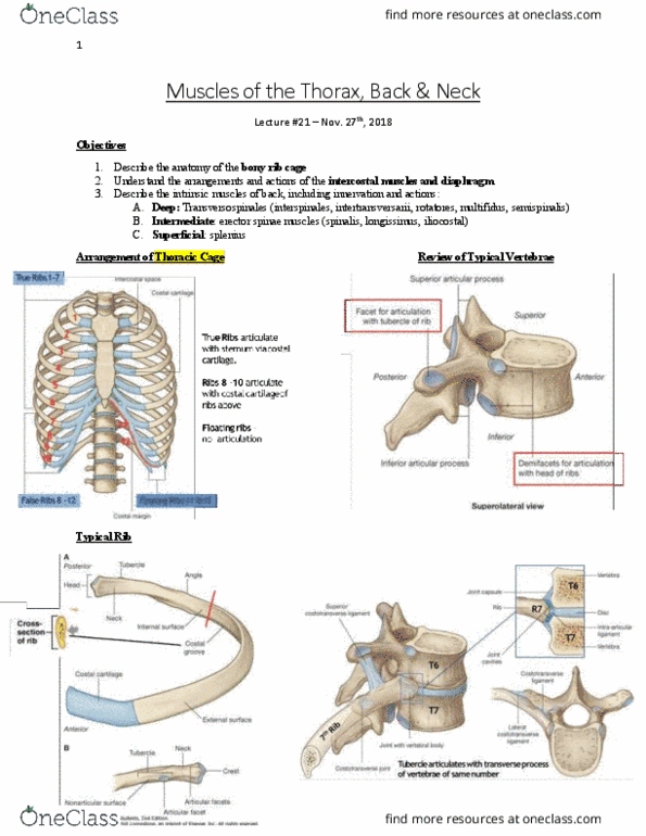 Anatomy and Cell Biology 3319 Lecture Notes - Lecture 21: Erector Spinae Muscles, Intercostal Muscle, Multifidus Muscle thumbnail
