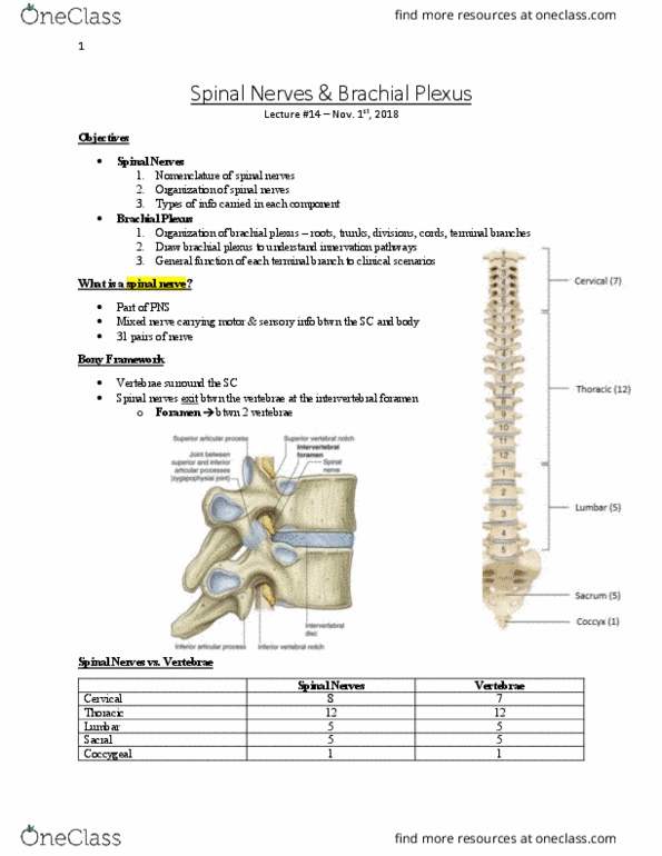 Anatomy and Cell Biology 3319 Lecture Notes - Lecture 14: Brachial Plexus, Intervertebral Foramina, Spinal Nerve thumbnail