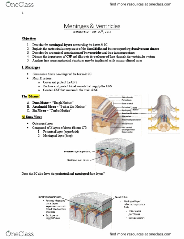 Anatomy and Cell Biology 3319 Lecture Notes - Lecture 12: Dural Venous Sinuses, Dura Mater, Pia Mater thumbnail