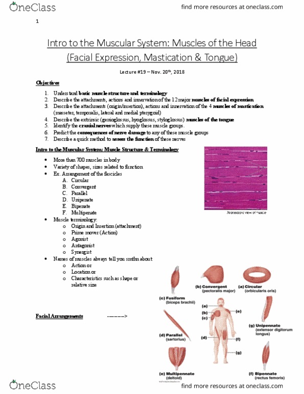 Anatomy and Cell Biology 3319 Lecture Notes - Lecture 19: Medial Pterygoid Muscle, Lateral Pterygoid Muscle, Facial Nerve thumbnail