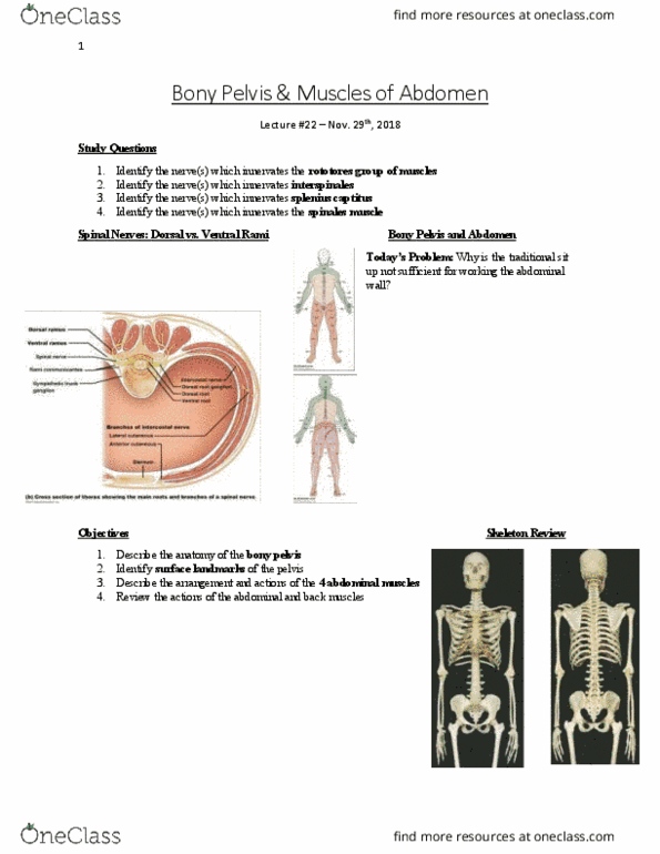 Anatomy and Cell Biology 3319 Lecture Notes - Lecture 22: Abdominal Wall, Splenius Muscles, Sit-Up thumbnail