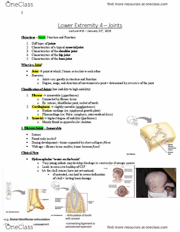 Anatomy and Cell Biology 3319 Lecture Notes - Lecture 31: Synovial Joint, Pubic Symphysis, Appendicular Skeleton thumbnail