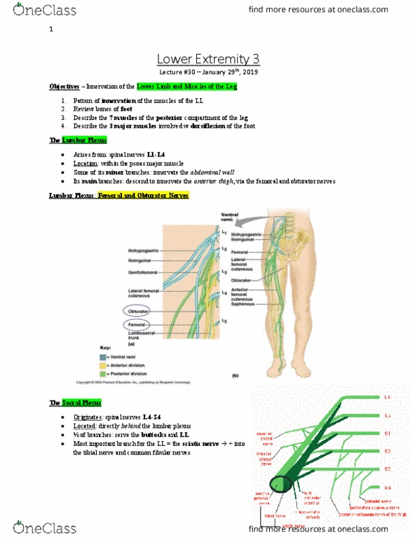 Anatomy and Cell Biology 3319 Lecture Notes - Lecture 30: Lumbar Plexus, Common Peroneal Nerve, Sciatic Nerve thumbnail