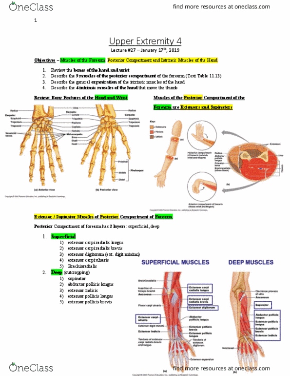 Anatomy and Cell Biology 3319 Lecture Notes - Lecture 27: Extensor Pollicis Brevis Muscle, Extensor Pollicis Longus Muscle, Extensor Carpi Ulnaris Muscle thumbnail