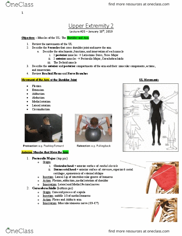 Anatomy and Cell Biology 3319 Lecture Notes - Lecture 28: Latissimus Dorsi Muscle, Bicipital Groove, Musculocutaneous Nerve thumbnail