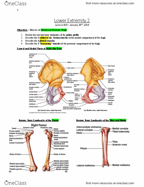 Anatomy and Cell Biology 3319 Lecture Notes - Lecture 29: Gluteal Muscles, Hamstring, Femur thumbnail