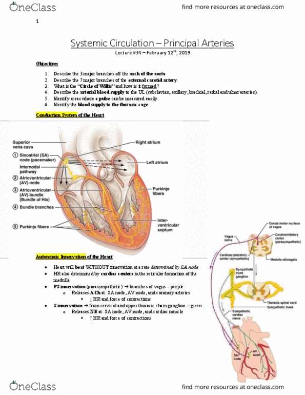 Anatomy and Cell Biology 3319 Lecture Notes - Lecture 36: External Carotid Artery, Atrioventricular Node, Coronary Circulation thumbnail