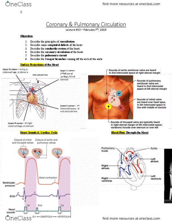 Anatomy and Cell Biology 3319 Lecture Notes - Lecture 33: Pulmonary Circulation, Coronary Circulation, Coronary Artery Disease thumbnail